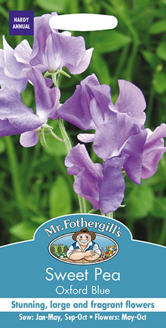 Hovedbilde Blomsterert 'Oxford Blue' - Lathyrus odoratus