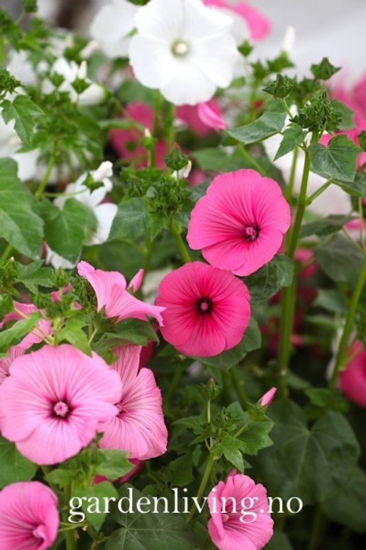 Hagepoppelrose 'Pastel Mixed' - Lavatera trimestris