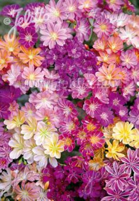 Hovedbilde Kalifornialewisia 'Regenbogen' - Lewisia cotyledon 