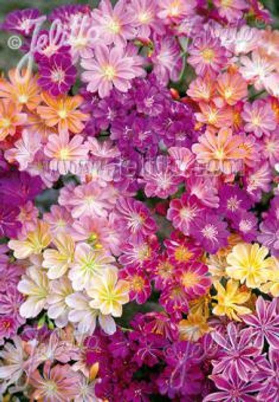 Kalifornialewisia 'Regenbogen' - Lewisia cotyledon 