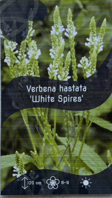 Hovedbilde Tårnjernurt 'White Spires' - Verbena hastata