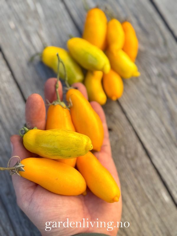 Drivhustomat 'Banana Legs' - Lycopersicon lycopersicum