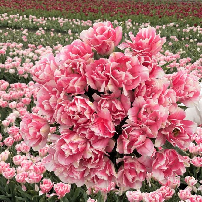 Hovedbilde Tulipan 'Angelique', sen dobbel - 10 stk