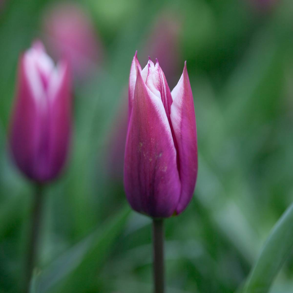 Tulipan 'Claudia', Liljeblomstrende - 7 stk
