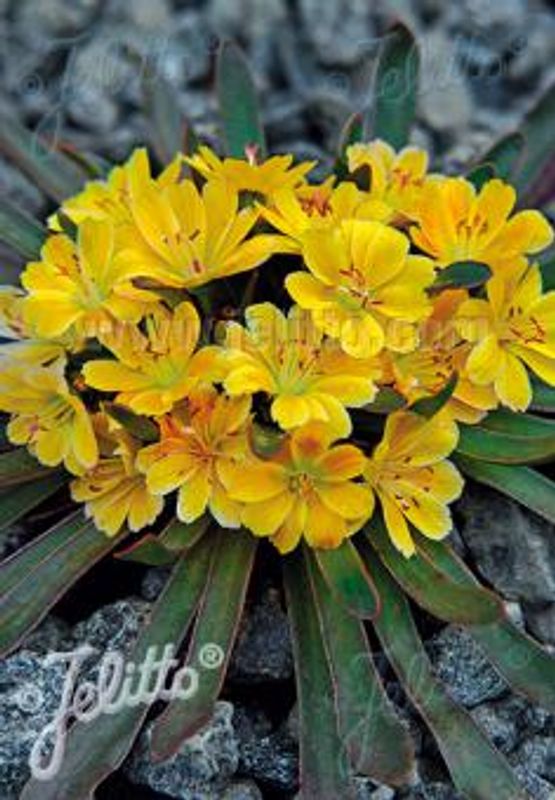 Lewisia 'Little Mango' - Lewisia longipetala