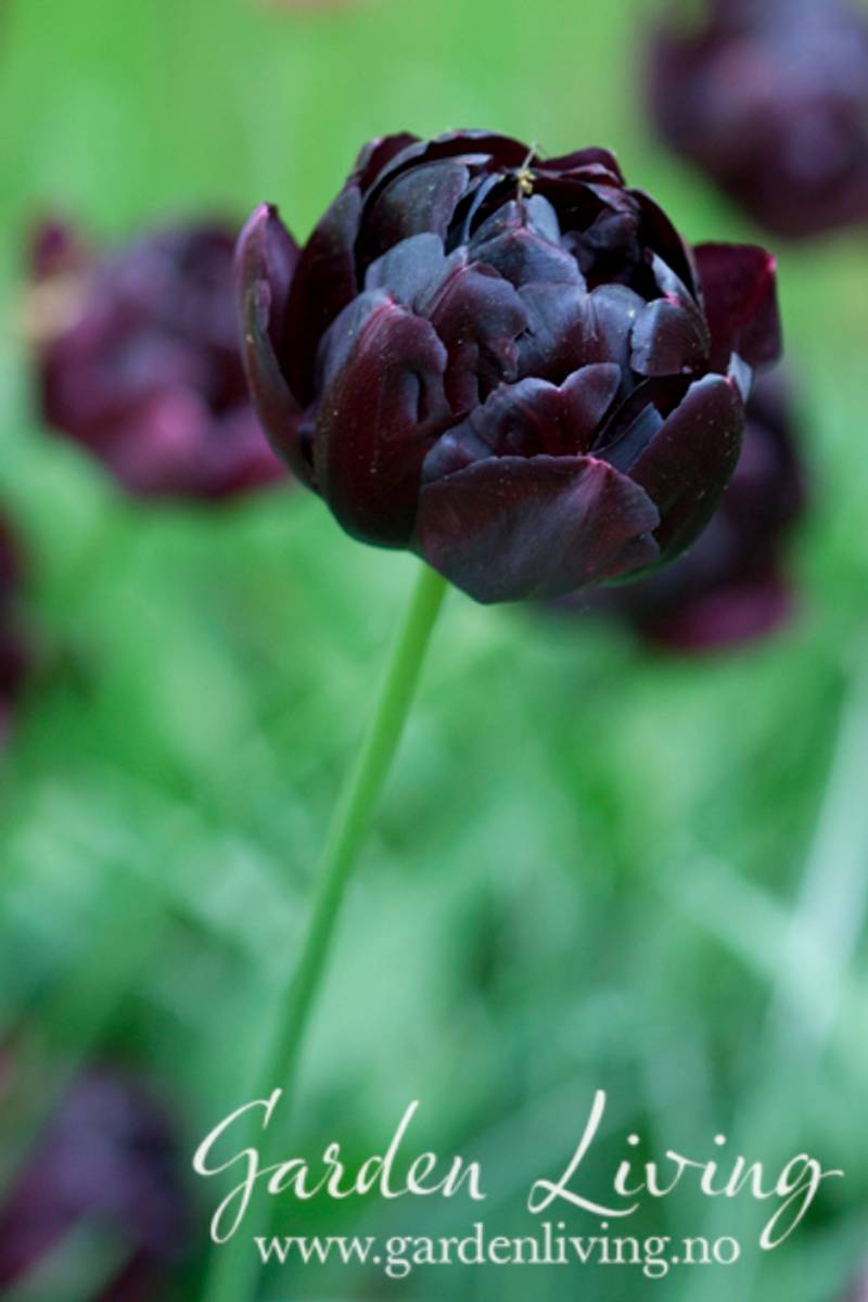 Tulipan 'Black Hero’, sen dobbel - 8 stk