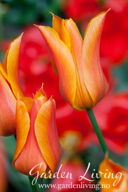 Tulipan 'Ballerina', liljeblomstrende - 7 stk