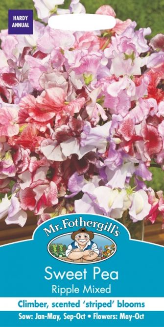 Hovedbilde Blomsterert 'Ripple Mixed' - Lathyrus odoratus
