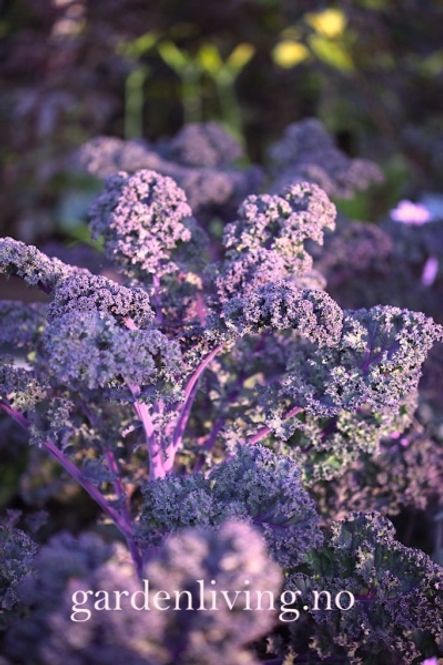 Hovedbilde Grønnkål 'Scarlet' - Brassica oleracea 