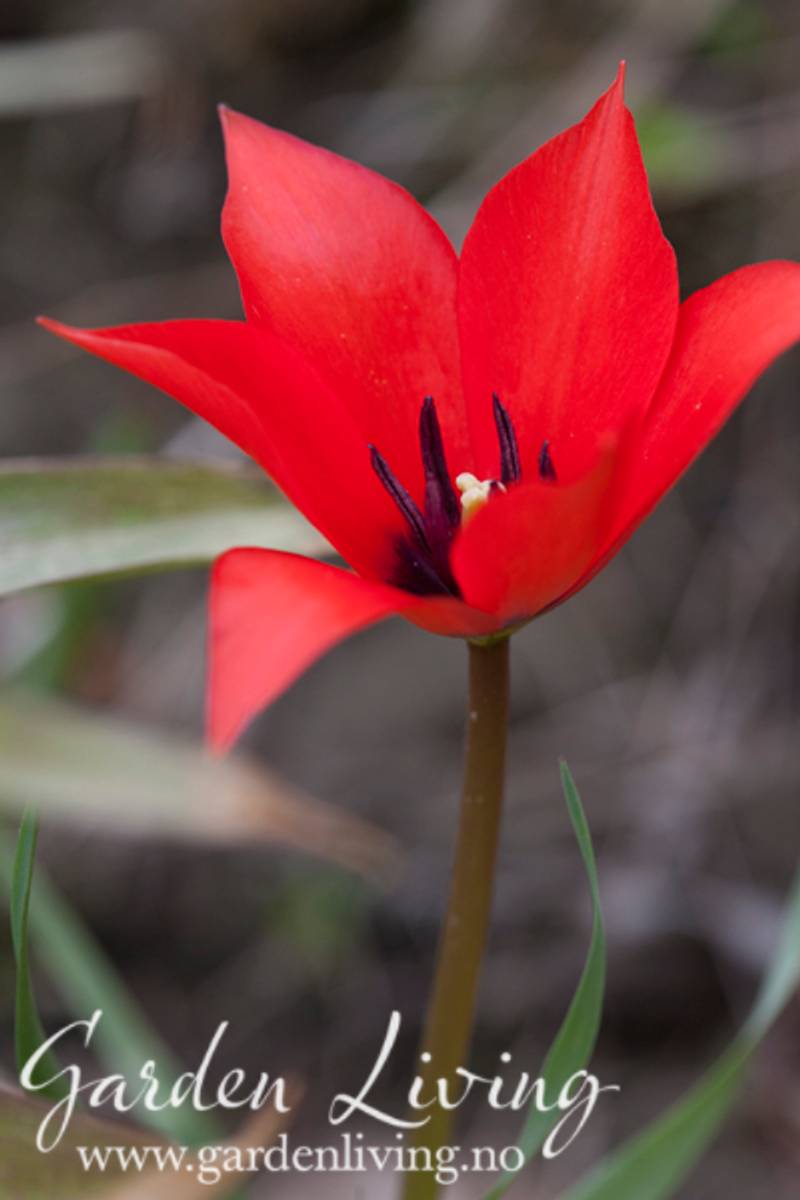 Lintulipan - Tulipa linifolia - 10 stk