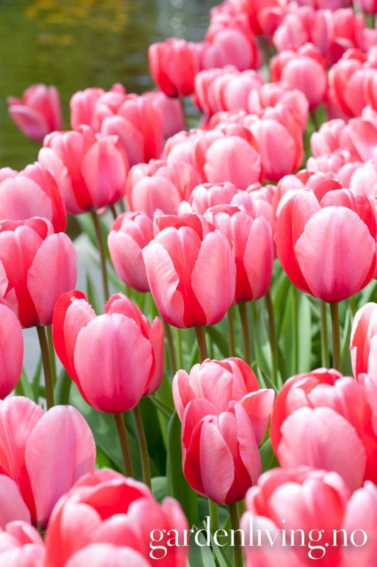 Tulipan 'Pink Impression', darwinhybrid - 10 stk