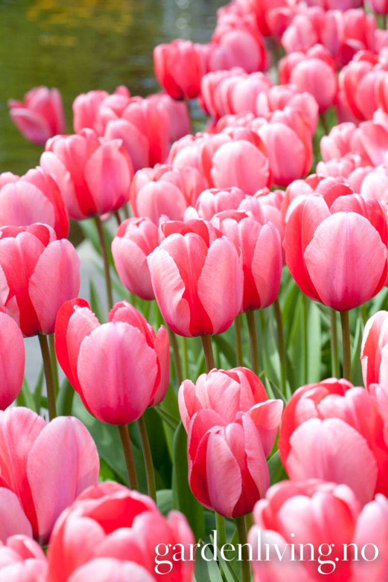 Tulipan 'Pink Impression', darwinhybrid - 10 stk