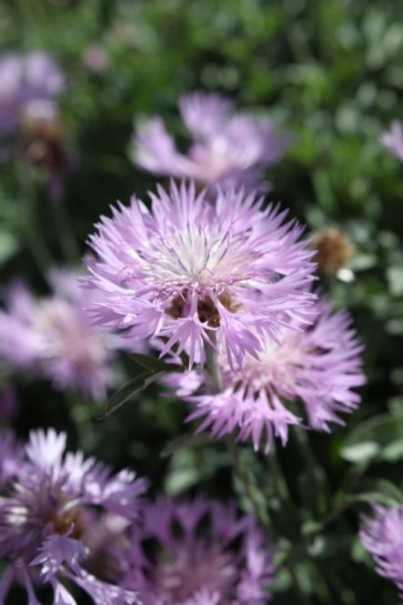 Hovedbilde Knoppurt - Centaurea pulcherrima