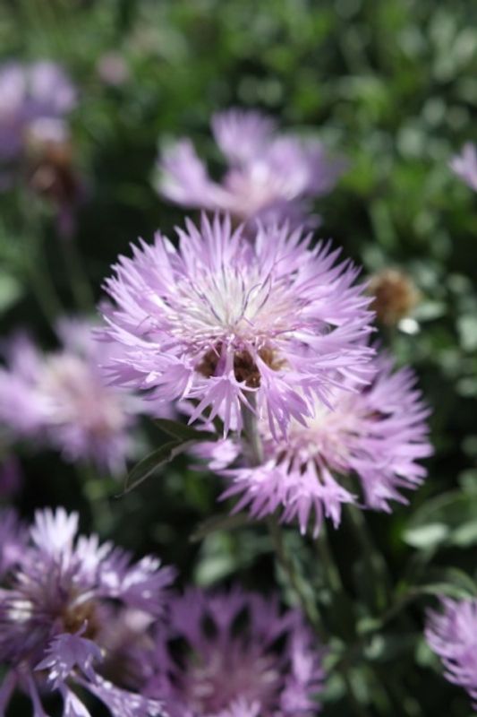 Knoppurt - Centaurea pulcherrima