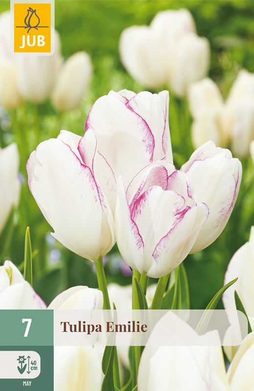 Tulipan 'Emilie', Bukettulipan - 7 stk
