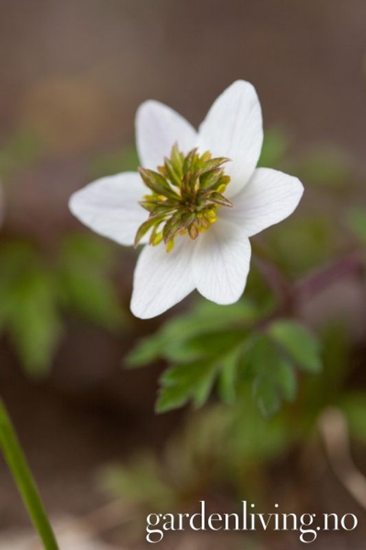 Hvitveis 'Green Fingers' - Anemone nemorosa - 1 stk