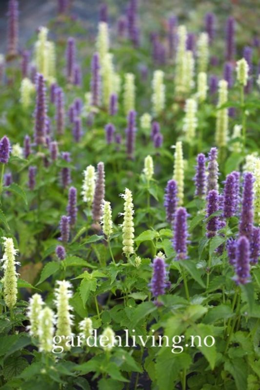 Anisisop 'Blue and White Mixed' - Agastache foeniculum