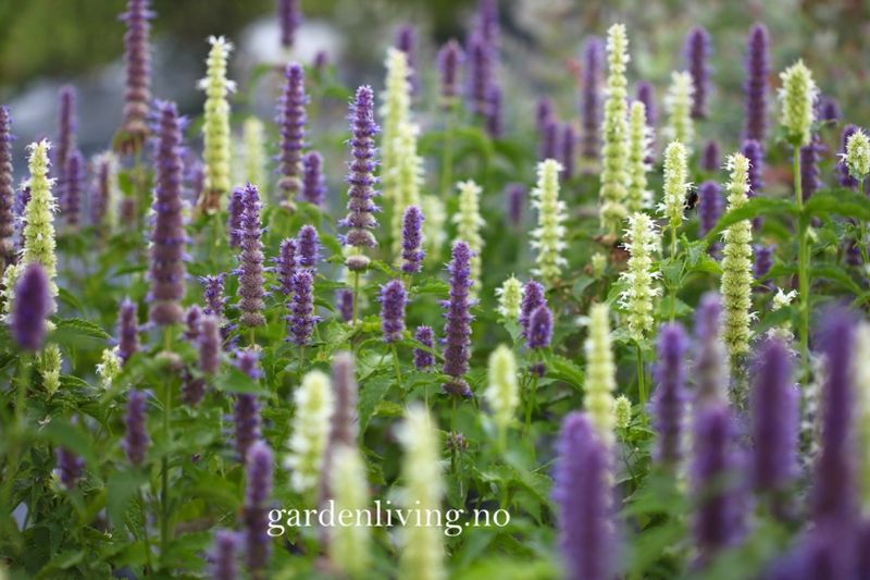 Anisisop 'Blue and White Mixed' - Agastache foeniculum