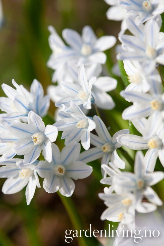Vårpryd - Puschkinia scilloides var. libanotica - 20 stk