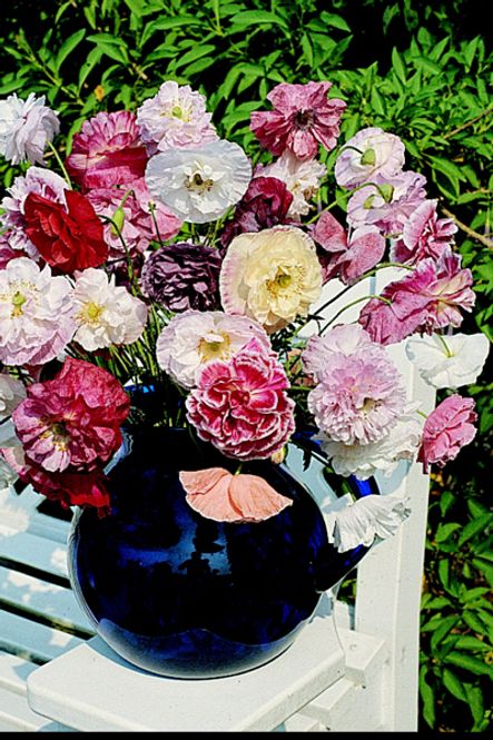 Hovedbilde Kornvalmue 'Angel's Choir' - Papaver rhoeas