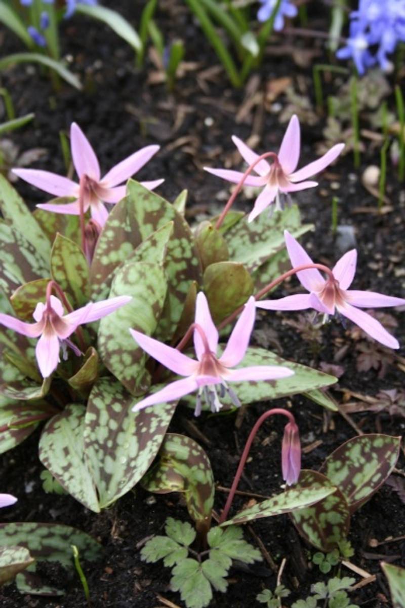 Hundetann 'Rose Queen' - Erythronium dens-canis - 1 knoll