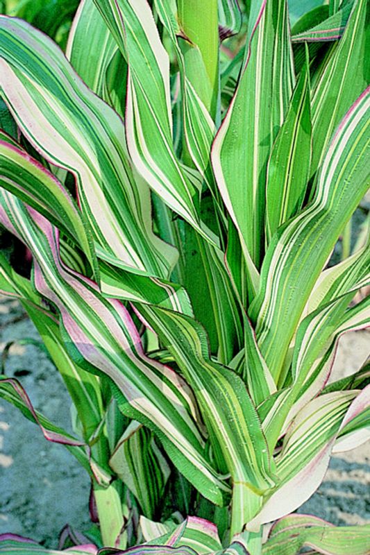 Prydmais 'Japonica Variegata' - Zea mays var. japonica