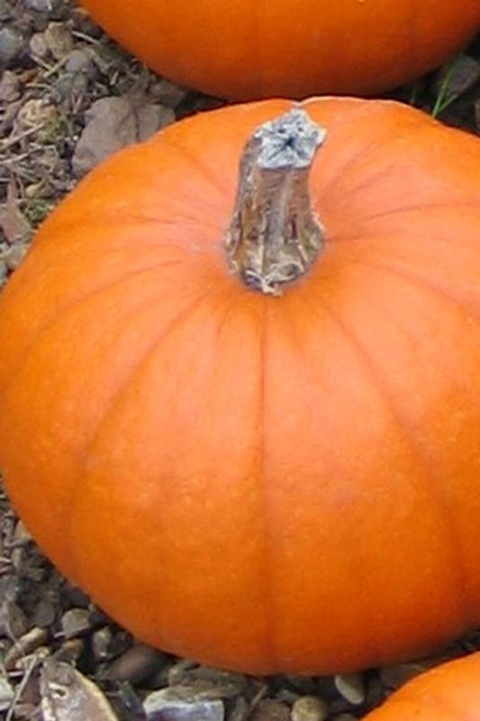 Gresskar 'Baby Bear - Cucurbita 