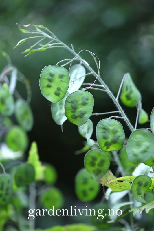 Judaspenge, hvitblomstrende - Lunaria annua var. albiflora
