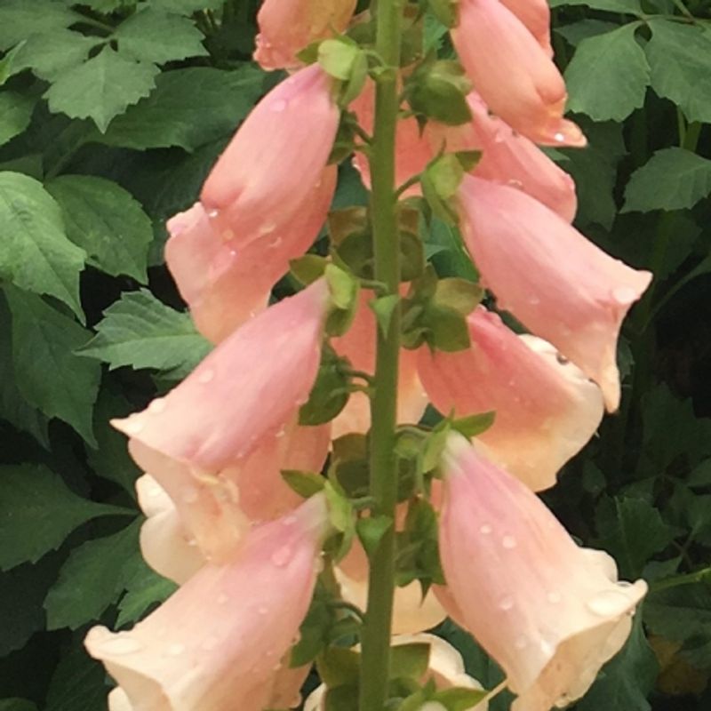 Revebjelle 'Dalmation Peach - Digitalis purpurea