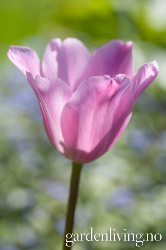 Tulipan 'Synaeda Amor', triumphtulipan - 10 stk