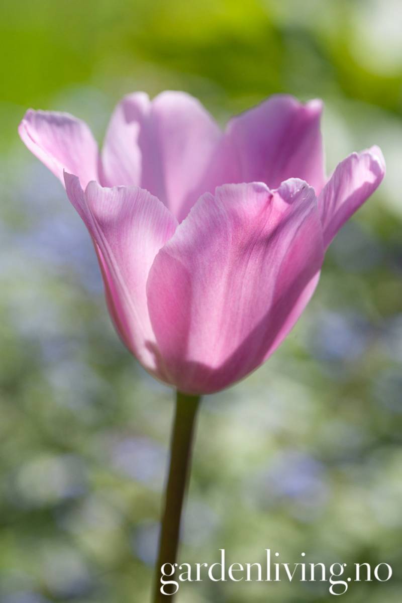 Tulipan 'Synaeda Amor', triumphtulipan - 10 stk