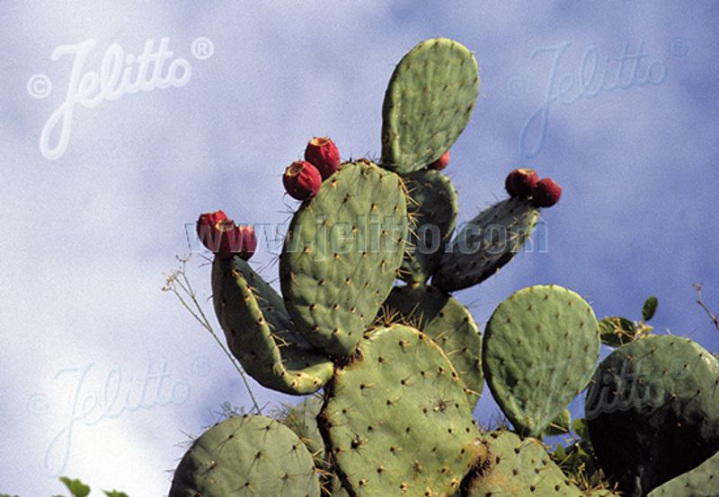 Fikenkaktus - Opuntia ficus-indica