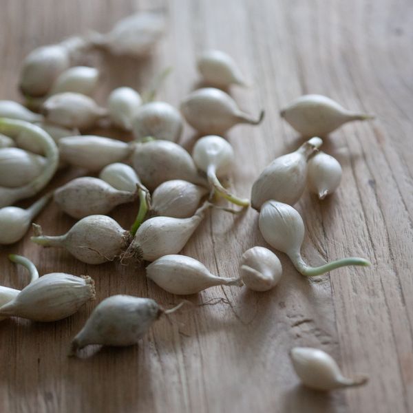 Hovedbilde Setteløk, Sølvløk 'Snowball' - 250 g