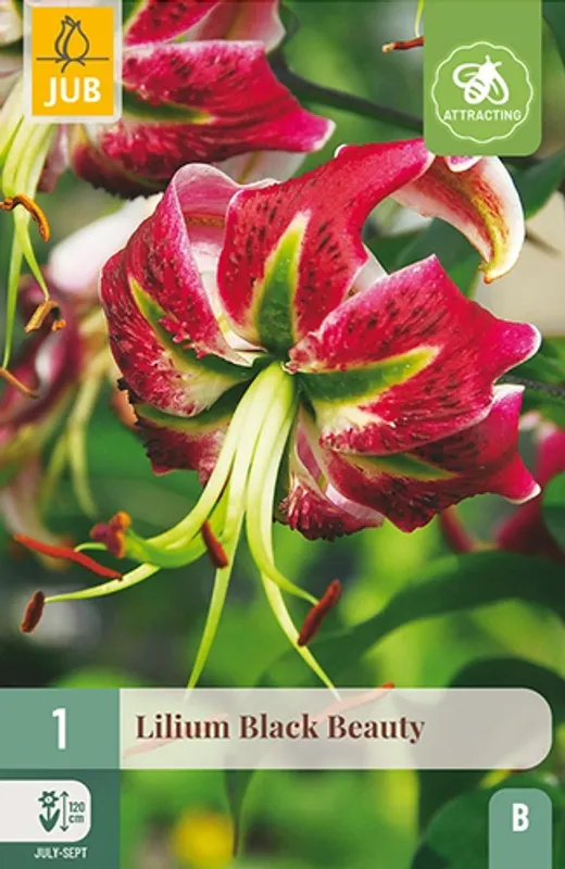 Lilje 'Black Beauty' - Lilium, 1 stk.