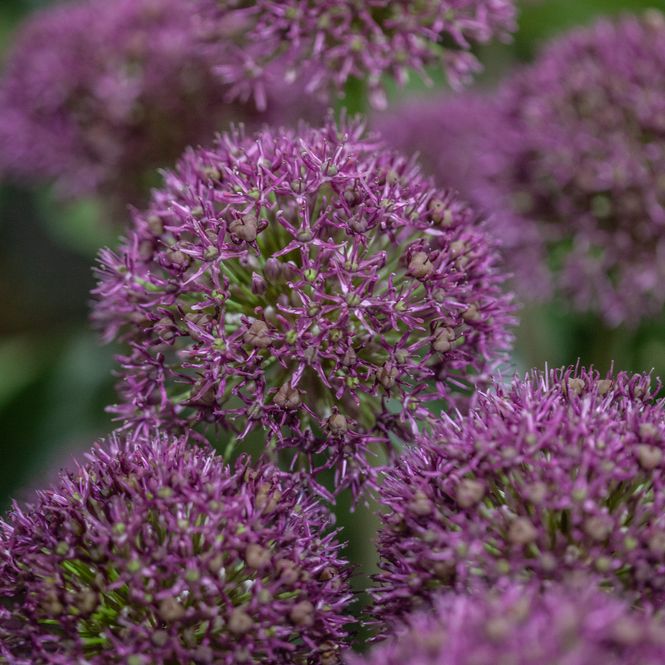 Hovedbilde Prydløk 'Ostara' - Allium - 6 stk