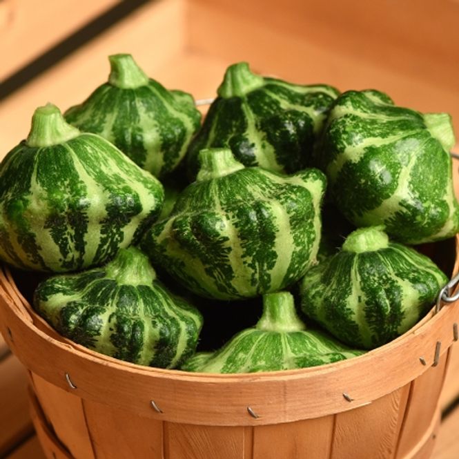 Hovedbilde Squash 'Green Lightning’ F1- Cucurbita