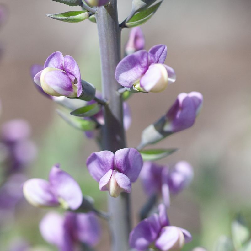 Fargeskolm 'Violet Dusk' ® - Baptisia XL