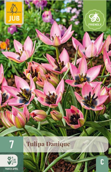 Hovedbilde Yndetulipan ’Danique’ - Tulipa humilis - 7 stk