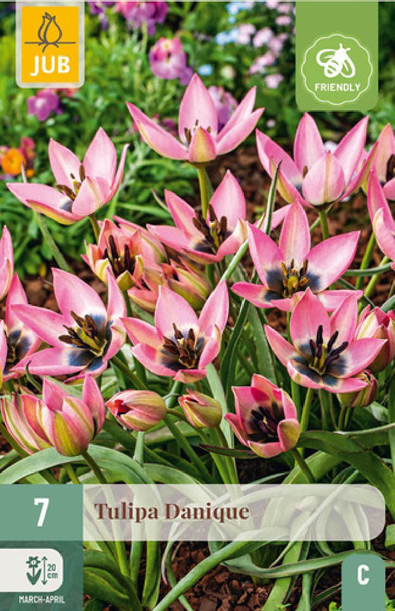 Yndetulipan ’Danique’ - Tulipa humilis - 7 stk