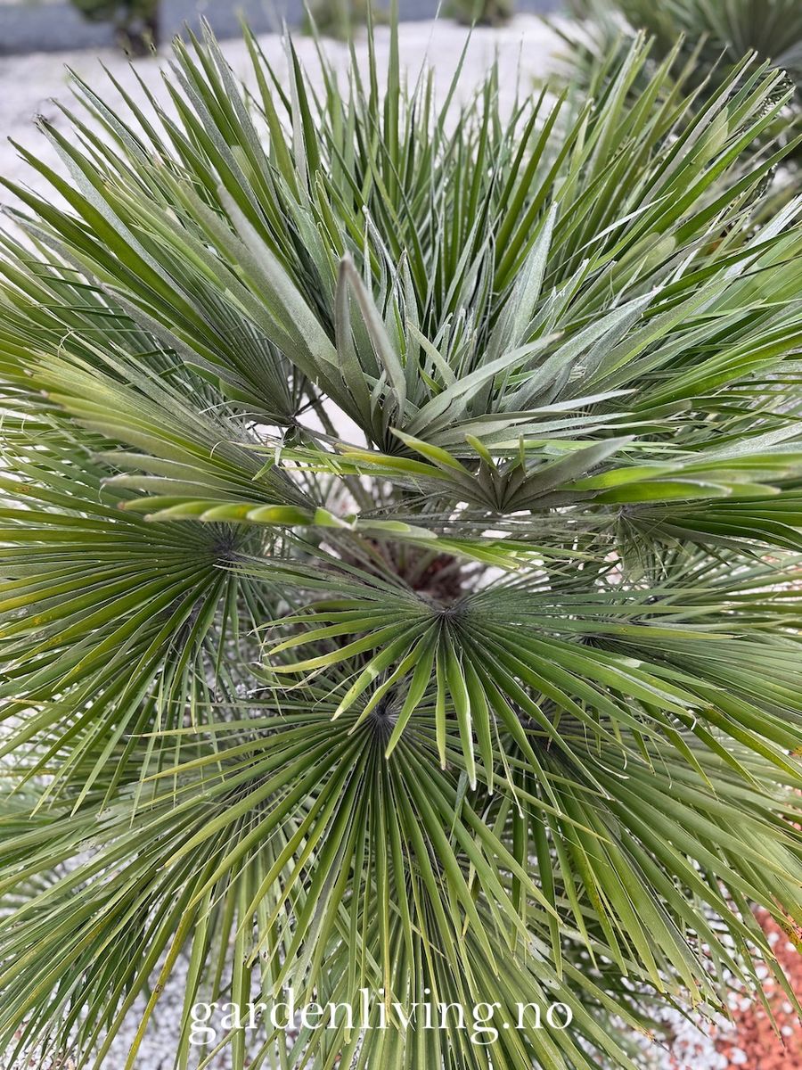 Dvergpalme - Chamaerops humilis