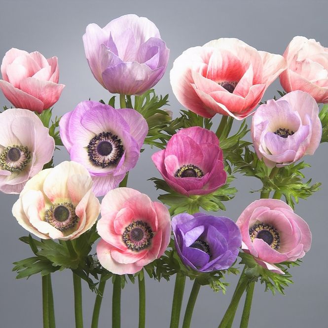Hovedbilde Kronsymre 'Pastel' - Anemone coronaria, 10 stk.