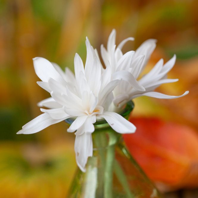 Hovedbilde Tidløs - Colchicum autumnale ’Alboplenum’ 1 stk