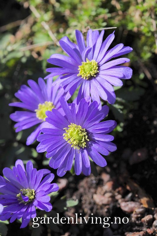 Balkansymre  'Blue Shades' - Anemone blanda - 20 stk