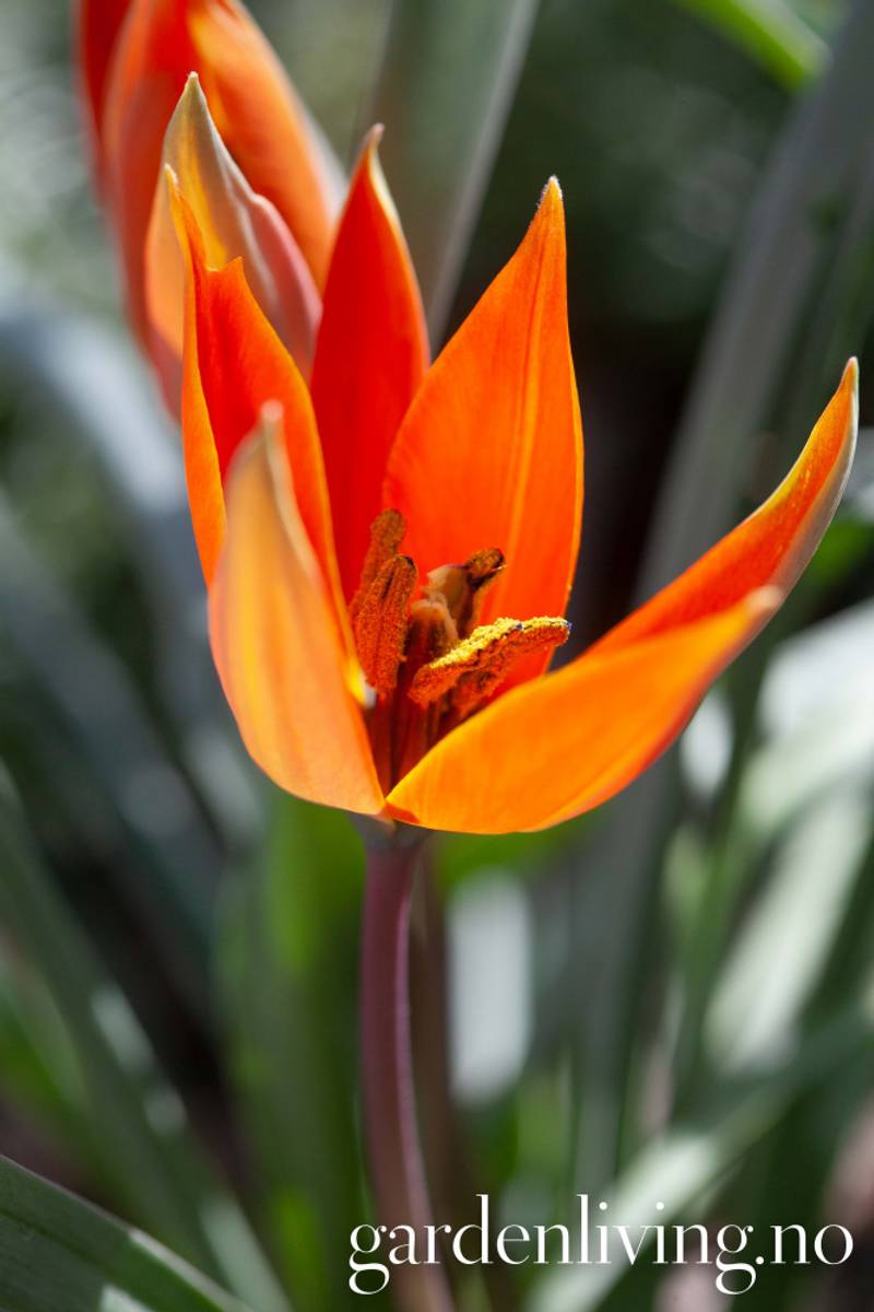 Villtulipan 'Little Princess' - 10 stk