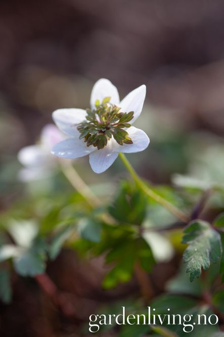 Hovedbilde Hvitveis 'Green Fingers' - Anemone nemorosa - 1 stk