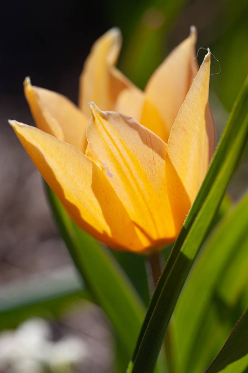 Symretulipan 'Shogun' - Tulipa prestans - 10 stk