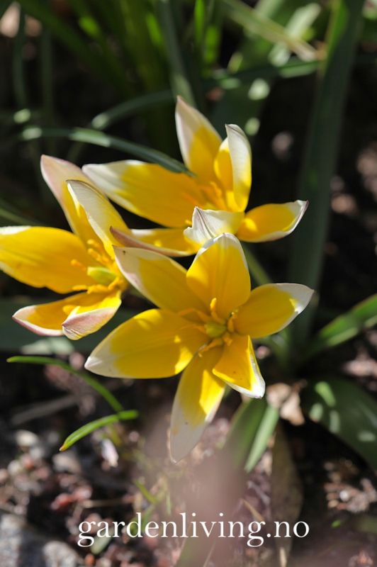 Skjermtulipan - Tulipa tarda - 10 stk