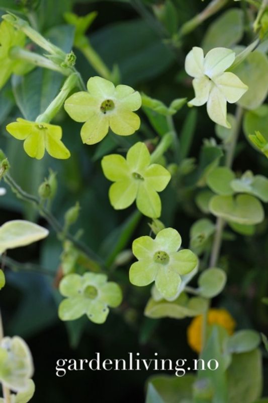 Prydtobakk 'Lime Green' - Nicotiana x sanderae
