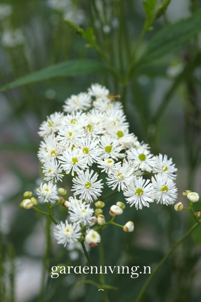 Hovedbilde Trautvetteria caroliniensis