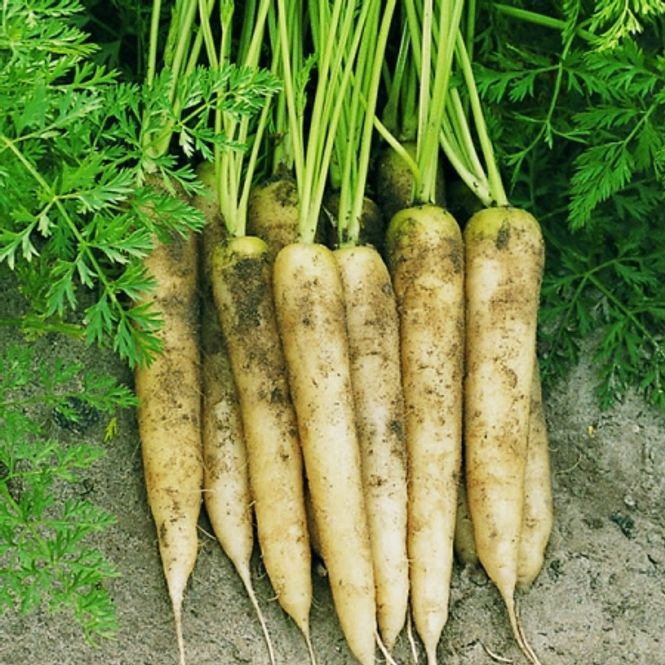 Hovedbilde Gulrot 'White Satin F1 - Daucus carota 